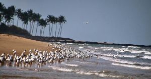 Devbag Beach
