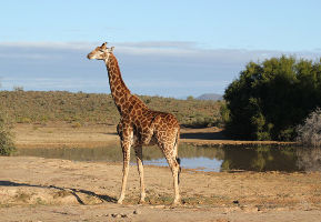 Polokwane Game Reserve