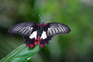 World of Butterflies 