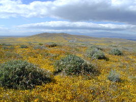 Antelope Community Park