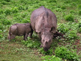 Chitwan National Park 