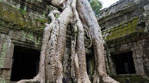 Ta Prohm