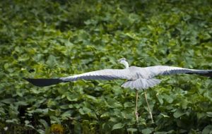 Attidiya Bird Sanctuary