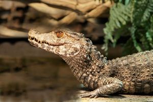 Reptile House The Earth