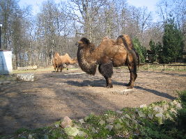 Lithuanian Zoo