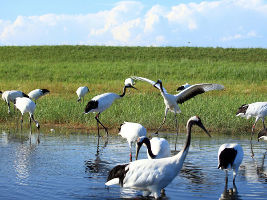 Zhalong National Nature Reserve