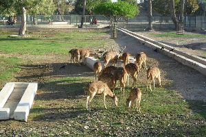 Bahawalpur Zoo
