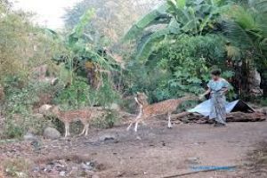 Sanjay Gandhi National Park