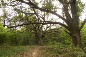 Chintamoni Kar Bird Sanctuary
