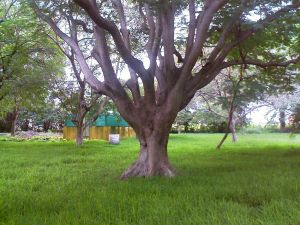 TNAU Botanical Garden