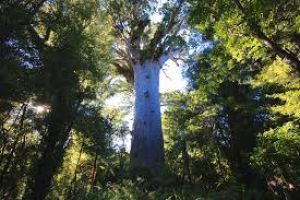 Tane Mahuta