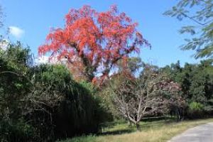 Jardin Botanico de Cienfuegos