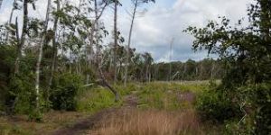 Kronoskogens naturreservat