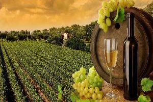 Nashik Wine Trip
