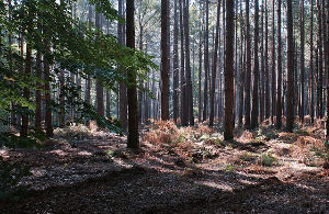 Sonian Forest