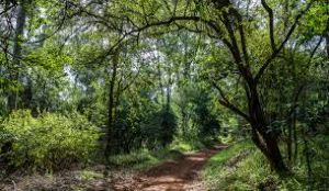 Karura Forest