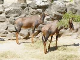 Zoos and Theme Parks