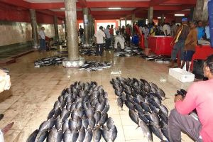 Male Fish Market