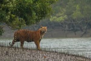 Sundarbans Mangrove Forest 