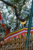 Jaya Sri Maha Bodhi- A Living Legend in Sri Lanka