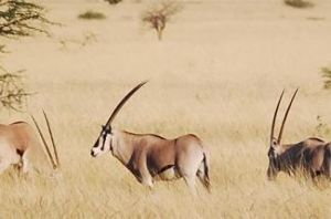 The Awash National Park: Awash