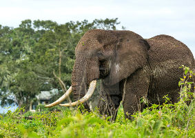 Ngorongoro Conservation Park: Arusha