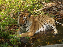 Panna National Park, Madhya Pradesh 
