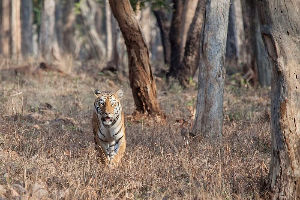 Tadoba National Park - Bringing you a taste of forest & much more 