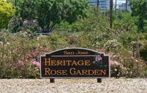 Heritage Rose Garden