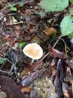  mushrooms in  the San Lorenzo Valley