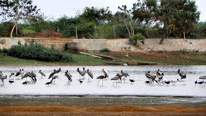 Kunthankulam Bird Sanctuary