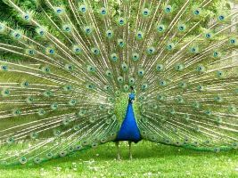 Bir Talab Zoo