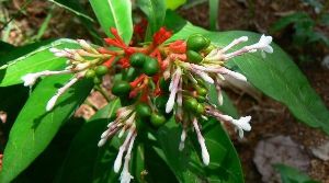 Shatavar Vatika Herbal Park