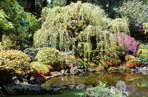 Portland Japanese Garden 