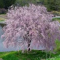 Cherry blossoms