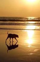 Sightseeing in Tarkarli