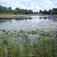 Tobico Marsh  Frank N Andersen Nature Trail