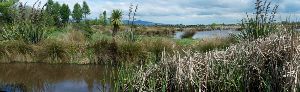 Travis Wetland Park
