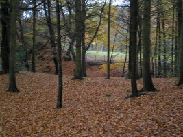  Gelt Woods