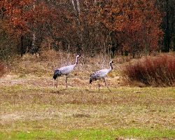 Amazing 6 Days 5 Nights Zurich Friends Vacation Package