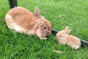 Stonebrook Pet Farm
