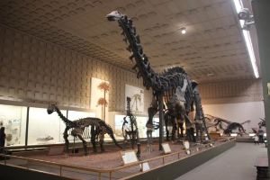 Yale Peabody Museum of Natural History