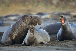 elephant seals at Ano Nuevo State Park