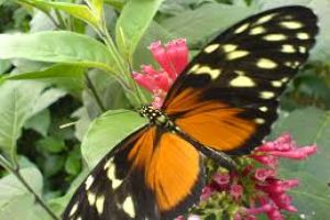 Bornholm Butterfly Park