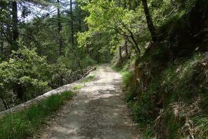 Kiala Forest