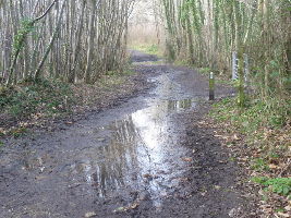 Shorne Wood Country Park