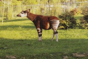 Observing the Okapi Wildlife Reserve is a fun in itself