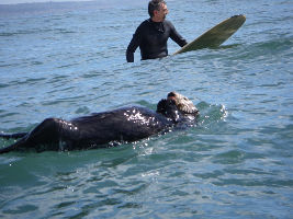 Catch a wave at Pleasure Point