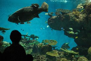 Kagoshima City Aquarium