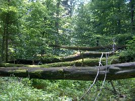 Zurich Wilderness Park Sihlwald